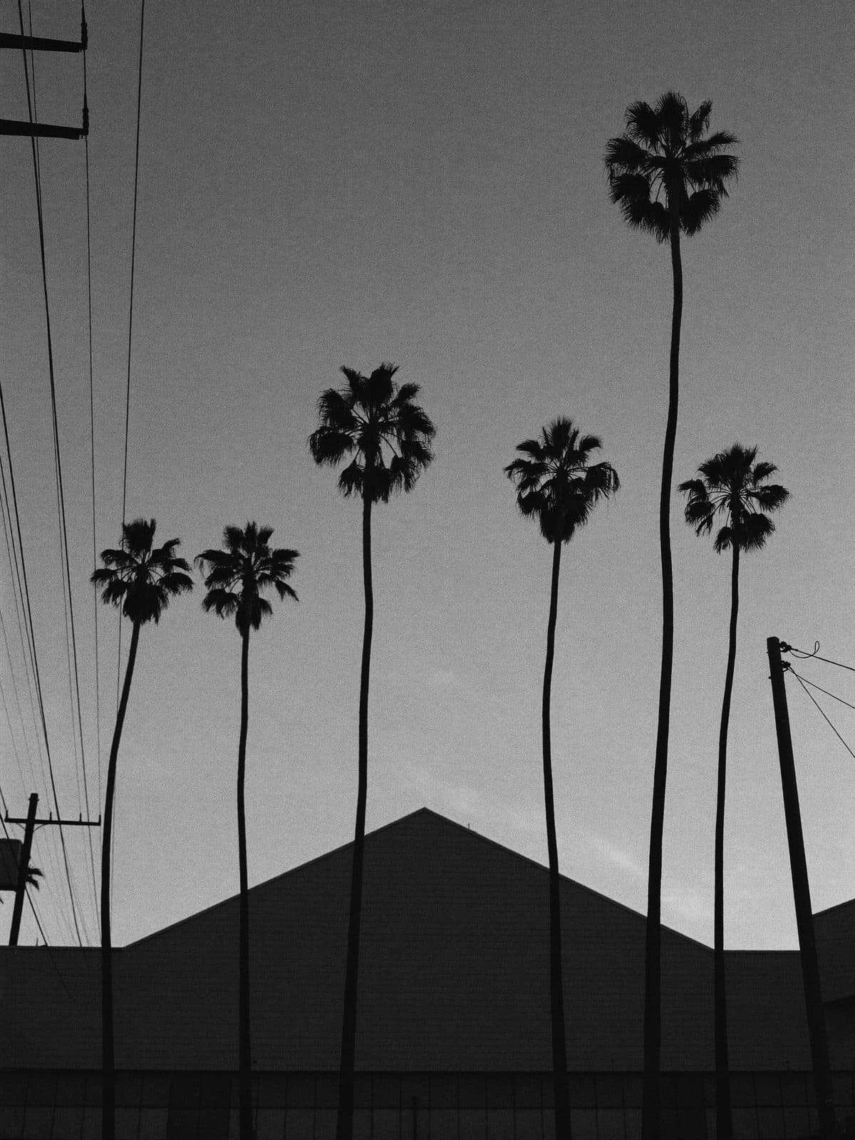 Palm silhouettes over the Arts District